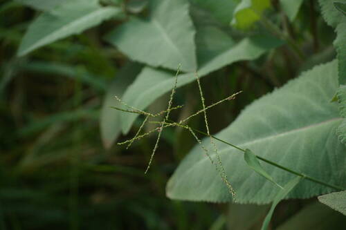 Digitaria abyssinica observed 2022-10-28
