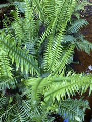 Blechnum nudum