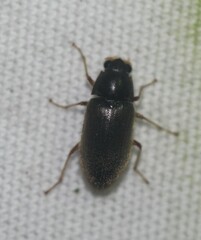 Pelonomus obscurus