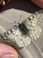 Parnassius clodius