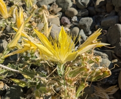 Mentzelia laevicaulis
