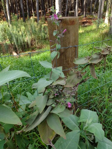 Lepechinia hastata observed 2022-10-28