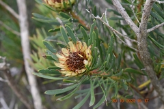 Protea scolymocephala