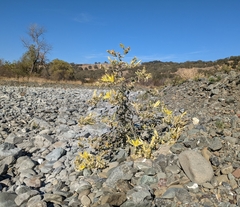 Mentzelia laevicaulis