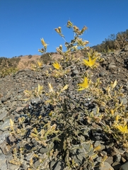 Mentzelia laevicaulis