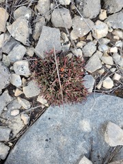 Lampranthus ceriseus