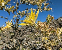Mentzelia laevicaulis