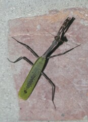 Pseudovates chlorophaea