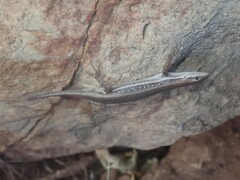 Trachylepis damarana