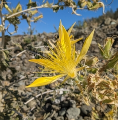 Mentzelia laevicaulis