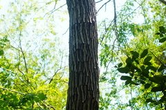 Dalbergia granadillo