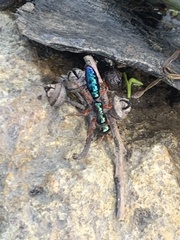 Diamma bicolor