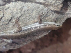 Trachylepis damarana