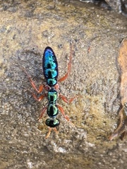 Diamma bicolor