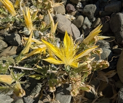 Mentzelia laevicaulis