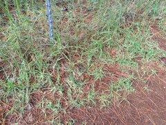 Cenchrus clandestinus