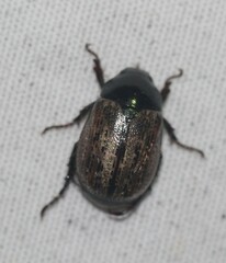Anomala flavipennis