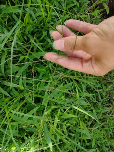 Digitaria abyssinica observed 2022-10-28