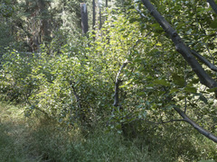 Alnus incana tenuifolia