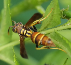 Polistes crinitus