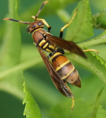 Polistes crinitus
