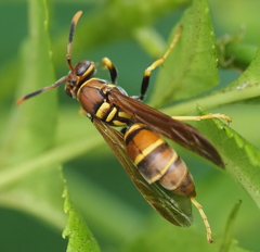 Polistes crinitus