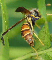 Polistes crinitus