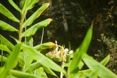 Hedychium flavescens