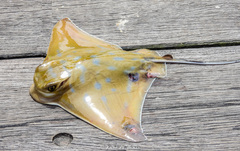 Myliobatis tenuicaudatus