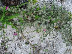 Indigofera glomerata