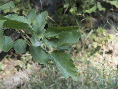 Alnus incana tenuifolia