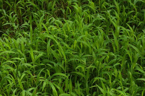 Digitaria abyssinica