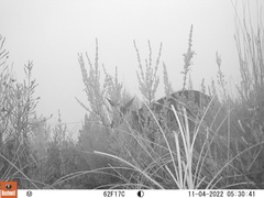 Sylvicapra grimmia
