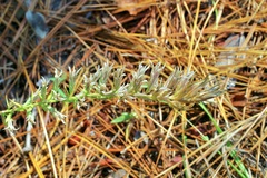 Liatris hesperelegans