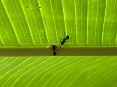 Psyllidae