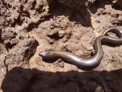 Hemiergis decresiensis