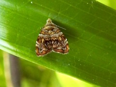 Choreutis