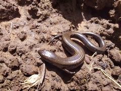 Hemiergis decresiensis