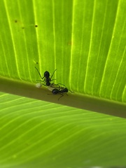Psyllidae