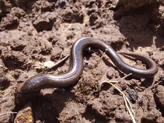 Hemiergis decresiensis