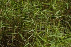 Melinis minutiflora