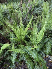 Blechnum nudum