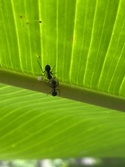 Psyllidae