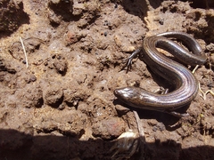 Hemiergis decresiensis