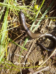 Hemiergis decresiensis