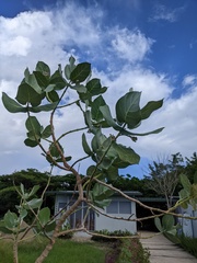 Calotropis procera