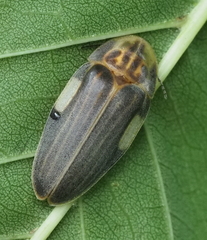 Aspisoma ignitum