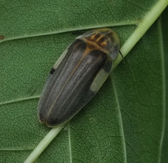 Aspisoma ignitum