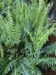 Blechnum nudum