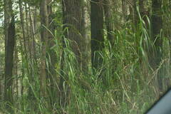 Cenchrus purpureus